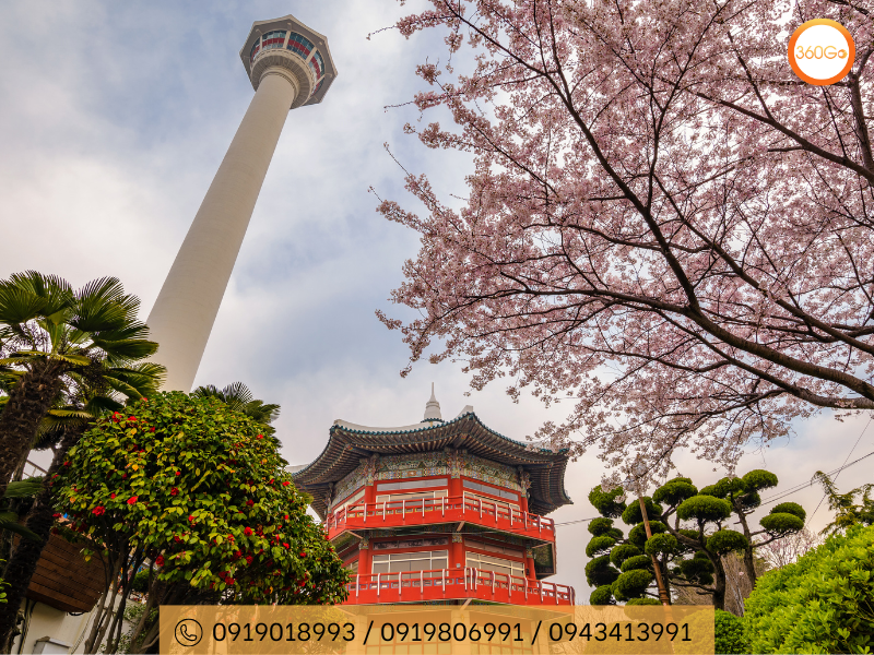 Hoa anh đào Hàn Quốc mang ý nghĩa sâu sắc trong văn hoá - Du lịch 360Go 